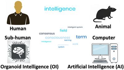 Brain organoids and organoid intelligence from ethical, legal, and social points of view